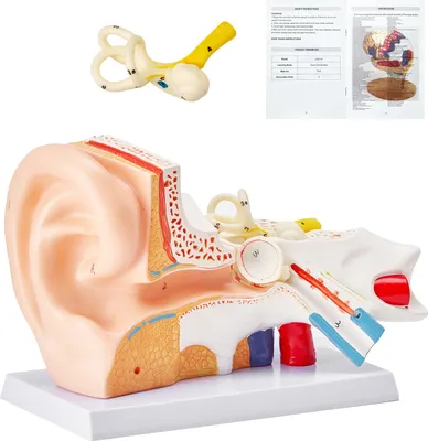 Obrázek produktu pro VEVOR 3D model anatomie lidského ucha, 3 části 5krát zvětšený model lidského ucha, vnější, střední, vnitřní ucho se základnou, profesionální anatomický model ucha z PVC, učební pomůcka