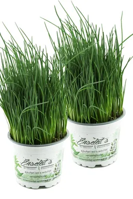Produktbild von Enseleits 2x Schnittlauch Pflanze, Marktfrische Pflanze, Allium schoenoprasum im Doppelpack 2 Pflanzen