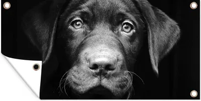 Produktbild von MuchoWow® 60x30 cm Outdoor-Poster Gartendeko Sichtschutz Garten Poster für den Garten  Nahaufnahme Labrador Welpe vor schwarzem Hintergrund in schwarz und weiß