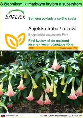 Obrázok produktu pre SAFLAX Garden to go - Anjelská trúba / ružová - Brugmansia suaveolens Pink - 10 Semená - S črepníkom, klimatickým vekom a pestovateľským substrátom