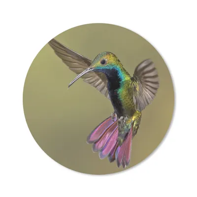 Produktbild von MuchoWow® Mauspad Mousepad Kolibri - Grün - Lila 50x50 cm - Mousepads - Maus Mat - Pad - Mausunterlage - Vinyl