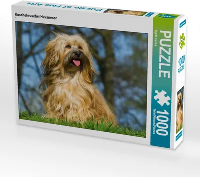 Produktbild von CALVENDO Puzzle Kuschelwuschel Havaneser | 1000 Teile Lege-Größe 64x48cm Foto-Puzzle für glückliche Stunden