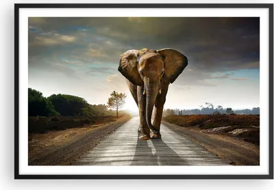 Produktbild von Gerahmtes Poster - Schwarzer Rahmen - Elefant Straße Landschaft - 91,5x61 cm - Wand Bild - Wanddeko - Wandbilder - Wandposter - Bilderrahmen - Bilder - Kunstdruck - Wandbild - P2BAA91x61-0214