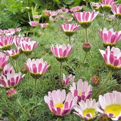 Produktbild von 6 x Kreisblume Depressus - Anacyclus pyrethrum depressus  | Topf 9cm x 9cm