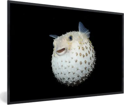 Produktbild von MuchoWow® Gerahmtes Poster Fische - Meerestiere - Porträt 30x20 cm - Poster mit Schwarzem Bilderrahmen Wandposter Rahmen Foto Bilder - Kunstdruck - Bild-Poster