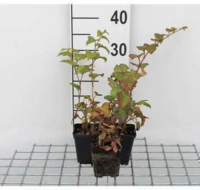 Image de 12 x Rubus tricolor - Ronce de Chine - pot 9 cm x 9 cm