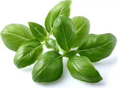 Produktbild von Emsa CLICK & GROW substrátová kapsula, rastlinné kapsule, semenné kapsule, kuchynské, bylinky, bazalka, sada 3 ks, M5260900
