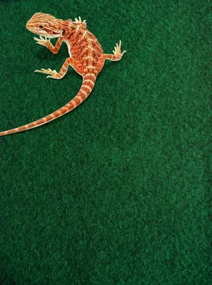 Imagen del producto de Alfombra de reptil verde, 120 x 60 cm, sustrato para terrarios