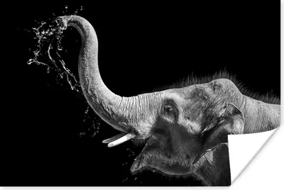 Produktbild von MuchoWow® Poster Porträt - Elefant - Tiere - Schwarz und weiß 120x80 cm - Bilder