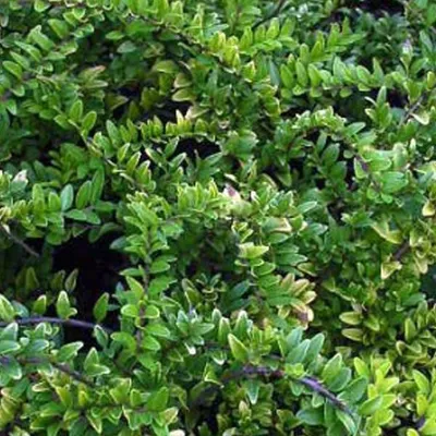 Obrázok produktu pre 2 x  včelník  - Lonicera nitida 'Maigruen'  | 15-20 cm v kontajneri