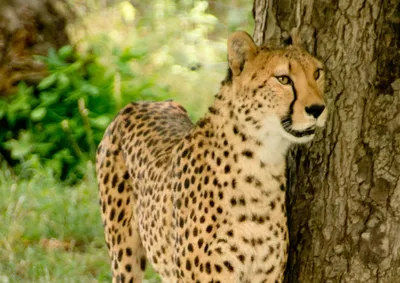 Produktbild von hansepuzzle 76587 - Gepard Puzzle, 260 Teile, Tierwelt, 41,0 x 28,0cm mit hochwertiger Aufbewahrung, Kartonbox und wiederverschließbarem Beutel