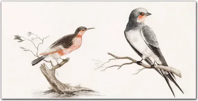 Produktbild von Coloray Bild aus Acryl 140 cm x 70 cm - Wanddekoration Küche Bild auf Acrylglas Dekoration Wohnzimmer Gehärtetes Acryl - Tiere Vögel