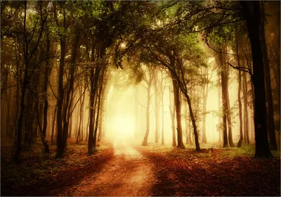 Produktbild von Wallario selbstklebendes Poster - Sonnenuntergang auf dem Waldweg, Größe: 70 x 100 cm
