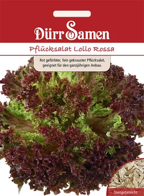 Produktbild von Dürr-Samen - Pflücksalat Lollo Rossa - Saatgut - 1837