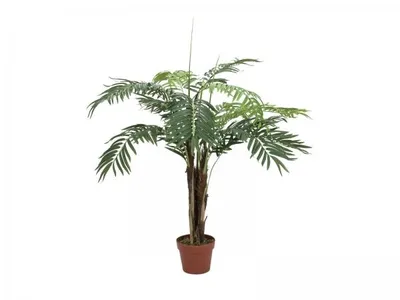 Produktbild von EUROPALMS Phönixpalme, 120cm,