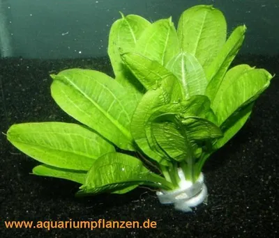 Produktbild von 1 Bund Echinodorus Tropica, Schwertpflanzen