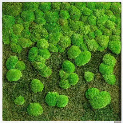 Produktbild von Moosbild Wald & Kugelmoos II 80x80 cm
