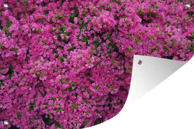 Produktbild von MuchoWow® 90x60 cm Outdoor-Poster Gartendeko Sichtschutz Garten Poster für den Garten  Azaleenstrauch
