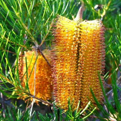 Obrázek produktu pro Banksie jehlicovitá (Banksia spinulosa) – 5 semen