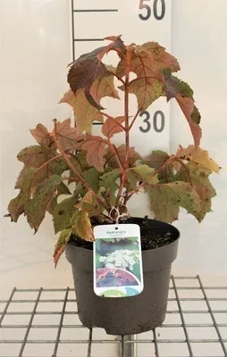 Obrázek produktu pro Hydrangea quercifolia - Hortenzie dubolistá 30- 40 cm kontejner