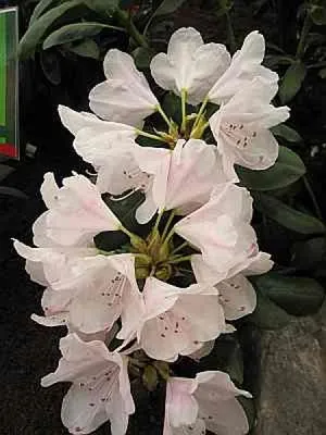 Produktbild von Rhododendron Hybride More Months - Großblumige Alpenrose 30-40