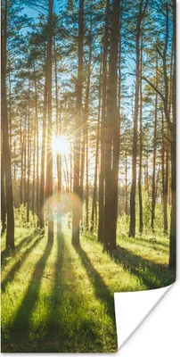 Produktbild von MuchoWow® Poster Sonne - Bäume - Landschaft - Gras 60x120 cm - Wandschmuck
