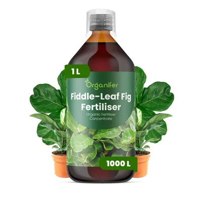Obrázek produktu pro Fiddle Leaf Fig Tekuté Hnojivo 1 L – 3-4-3 NPK – Pro Ficus Lyrata – Pro Zdravé Listy & Silný Růst – Podporuje Kořeny & Vitalitu – Organifer