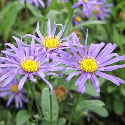 Obrázek produktu pro 6 kusů rostlin Bergaster – Aster 'Blue King' | Květináč 9 cm x 9 cm