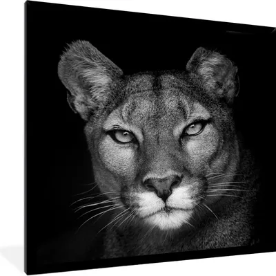 Produktbild von MuchoWow® Gerahmtes Poster Porträtfoto eines Pumas auf schwarzem Hintergrund 40x40 cm - Poster mit Schwarzem Bilderrahmen Wandposter Rahmen Foto Bilder - Mit Rahmen - Wanddekoration Schlafzimmer