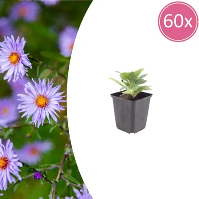 Productafbeelding van Aster frikartii 'Monch' | 60 stuks - 10-25cm - Ø9cm - Tuinplant