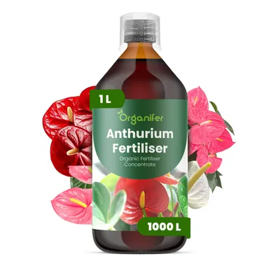 Zdjęcie produktu dla Anthurium Nawóz Płynny 1 L – 3-4-3 NPK – Do Kvitnúce Rośliny – Do Bujne Kwiaty i Silne Korzenie – Podporuje Stonky i Vitalitu – Organifer