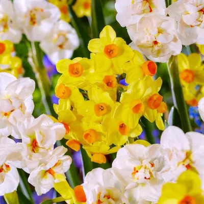 Productafbeelding van Winterharde, meerjarige narcisbollen - Osterglocken Tazetta - lentebloeiers - 25 bloembollen - geurige planten uit Nederland - geschikt voor tuin en pot (geen zaden, niet kunstmatig)