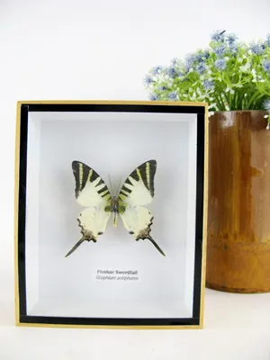 Image de Papillon en relief en 3D, idéal pour la décoration murale