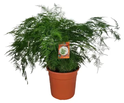 Zdjęcie produktu dla Asparagus Setaceus - 60-70cm - Ø27cm - Roślina doniczkowa - Zimozielony