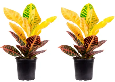 Produktbild von 2er-Set Wunderstrauch 'Petra' - Codiaeum Petra - Höhe ca. 40 cm, Topf-Ø 13 cm