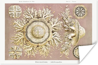 Produktbild von MuchoWow® Poster Jahrgang - Ernst Haeckel - Qualle - Kunst 120x80 cm - Bilder
