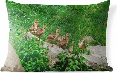 Produktbild von MuchoWow® Outdoor Kissen - Pfau - Vögel - Gras - 60x40 cm - Wetterfest - Lounge Kissen - Zierkissen - Kissen für Innenräume