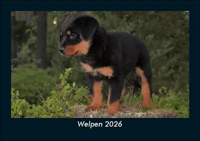 Immagine prodotto di Calendario fotografico Cuccioli 2026 - formato orizzontale DIN A5, calendario mensile con immagini di animali domestici, animali da fattoria, animali selvatici e predatori