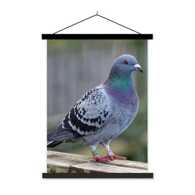 Produktbild von MuchoWow® Textilposter Taube - Vogel - Lila - Federn 40x53 cm mit schwarzem Rahmen - Abbildung