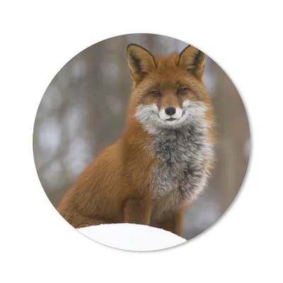 Produktbild von MuchoWow® Mauspad Mousepad Fuchs - Wald - Rot 20x20 cm - Mousepads - Maus Mat - Pad - Mausunterlage - Schreibtischmatte