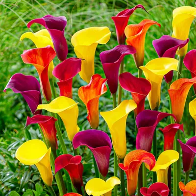 Image de Bulbes de callas, résistants au froid, vivaces - Collection Zantedeschia multicolore - 5 gros bulbes de fleurs - Vraies plantes provenant des Pays-Bas - pour le jardin et les pots (pas de graines, pas de produits artificiels)