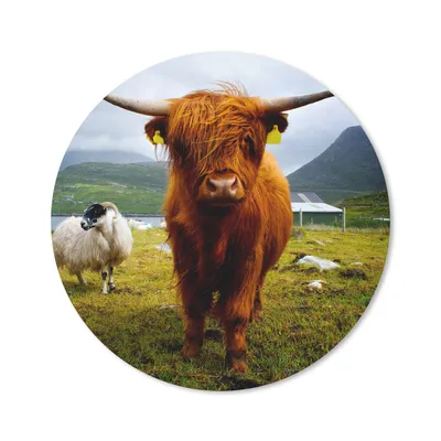 Produktbild von MuchoWow® Mauspad Mousepad Schottischer Highlander - Leicht - Schaf 50x50 cm - Mousepads - Maus Mat - Pad - Mausunterlage - Vinyl