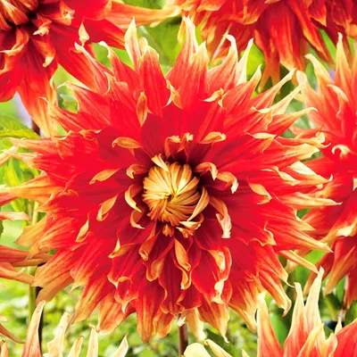 Produktbild von Dahlie Knolle Sommerblumen Herbstblumen Dekorative Dahlie Autumn Sunburst 1 St.