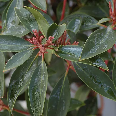 Produktbild von Berglorbeer - Kalmia latifolia  | 25-30 cm in Container