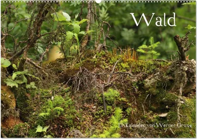 Produktbild von Wald (Wandkalender 2025 DIN A2 quer), CALVENDO Monatskalender