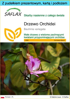 Zdjęcie produktu dla SAFLAX - Zestaw prezentowy - Drzewo Orchidei - 8 Nasiona - Z pudełkiem upominkowym, etykietą wysyłkową, kartą podarunkową i podłożem uprawowym - Bauhinia variegata