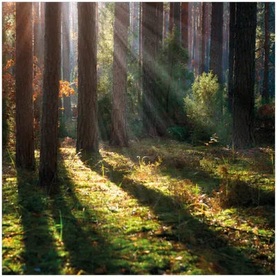 Produktbild von Wallario Premium Glasbild, freischwebende Optik, kräftige Farben, Größe 30 x 30 cm Motiv Sonnenstrahlen im Herbstwald