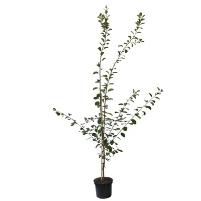 Produktbild von Opal - aromatisch süße Pflaume ca. 110-140 cm 10 Liter Topf St. Julien A