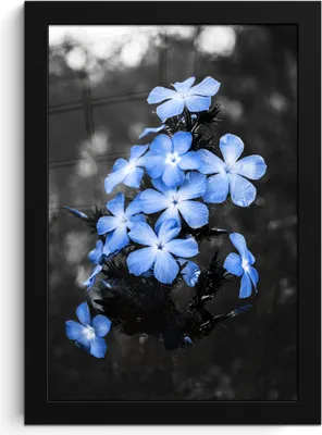 Produktbild von MuchoWow® MuchoWow® Gerahmtes Poster Blumen - Schwarz - Weiß - Blau 20x30 cm - Poster mit zchwarzem Bilderrahmen - Drucken - Bilder Poster im Rahmen