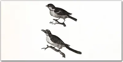 Produktbild von Coloray - Bild aus Glas - Glasbilder - 100 x 50 cm - Dekoration Wohnzimmer Wanddekoration Gehärtetes Glas Küche Glasblock mit Bild - Tier Vogel Zweig